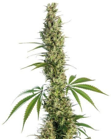 Haze XL Feminized