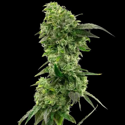 Hektol cannabis seeds packaging — Royal King Seeds USA