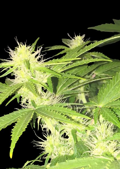 Hercules cannabis seeds packaging — Royal King Seeds USA
