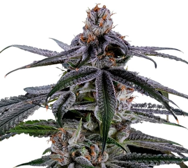 Highwayman cannabis seeds packaging, Royal King Seeds USA
