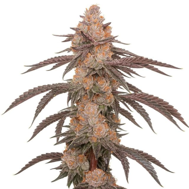 Hood Candy cannabis seeds packaging — Royal King Seeds USA