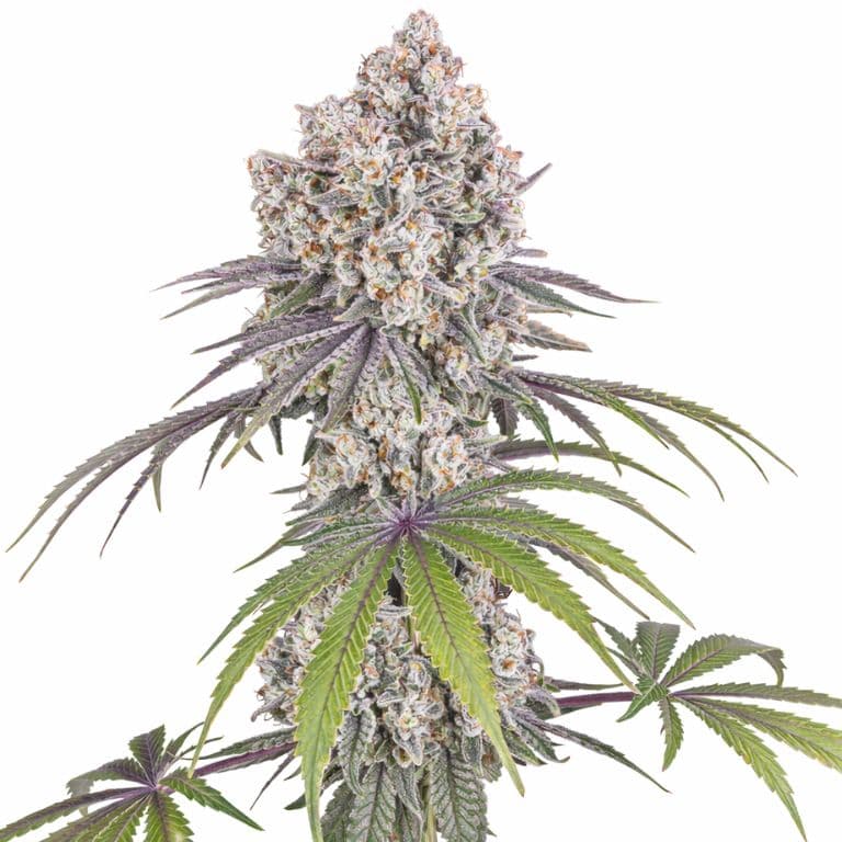Autoflower Seeds sample marijuana plant