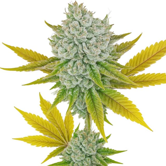 Illuminati cannabis seeds packaging, Royal King Seeds USA