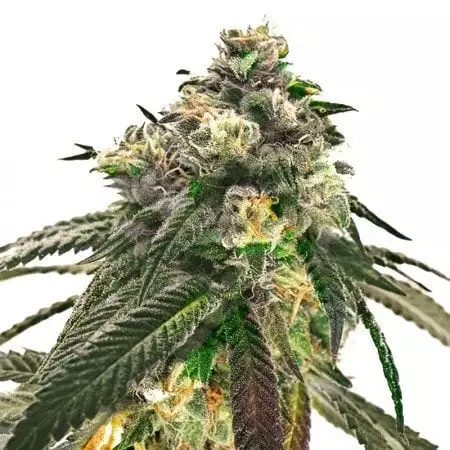 J1 cannabis seeds packaging — Royal King Seeds USA