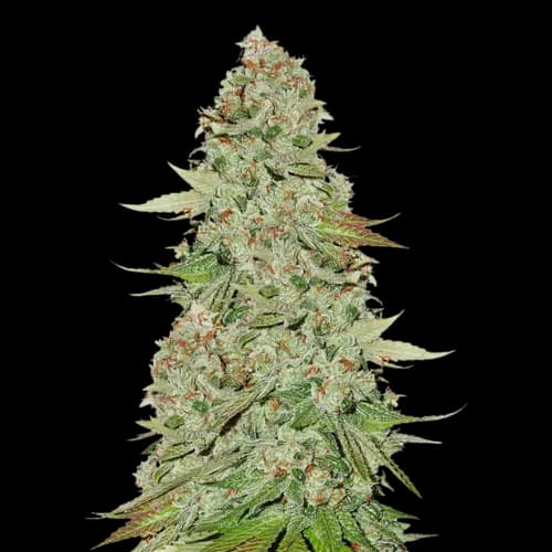 Jane Doe cannabis seeds packaging — Royal King Seeds USA