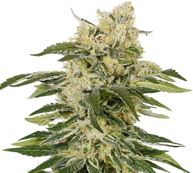 Jedi Kush cannabis seeds packaging — Royal King Seeds USA