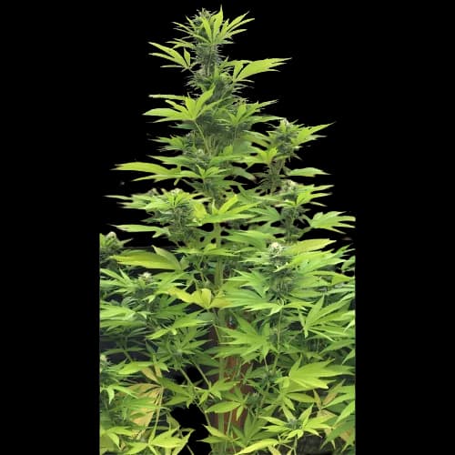 K-Train Feminized