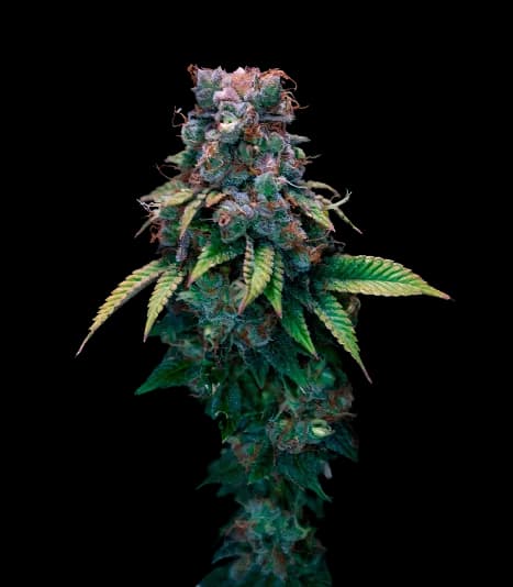 Kali Dog cannabis seeds packaging — Royal King Seeds USA