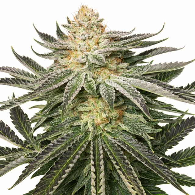 Kali Mist Feminized