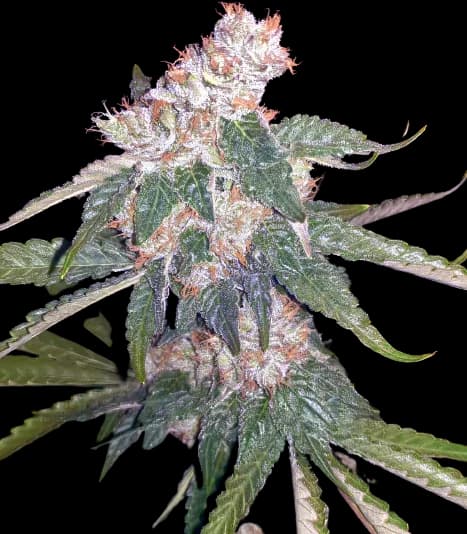 Killer Queen cannabis seeds packaging, Royal King Seeds USA