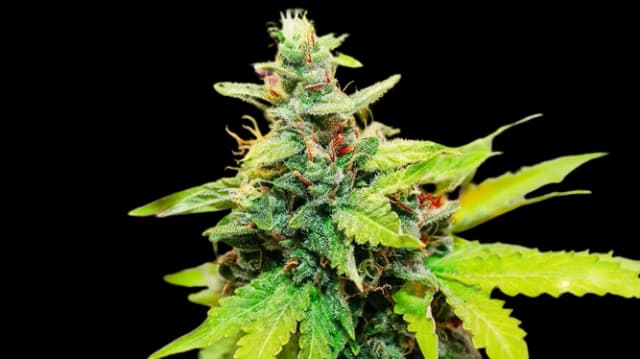 Kryptonite cannabis seeds packaging, Royal King Seeds USA