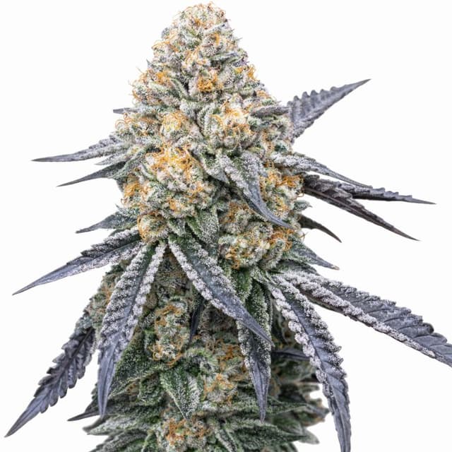 Kush XL cannabis seeds packaging, Royal King Seeds USA