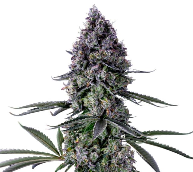 Kushadelic cannabis seeds packaging — Royal King Seeds USA