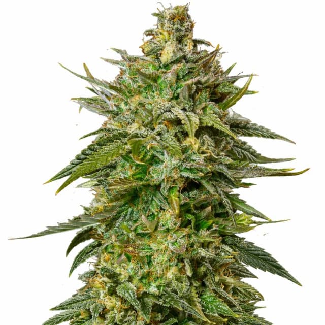 Larry OG cannabis seeds packaging — Royal King Seeds USA