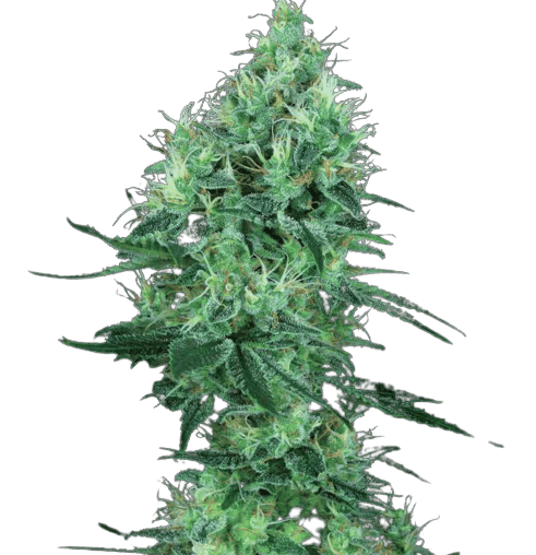 Lemon G cannabis seeds packaging — Royal King Seeds USA