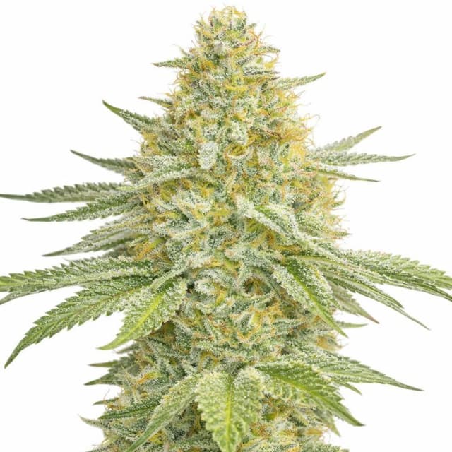 Lemon Haze cannabis seeds packaging — Royal King Seeds USA