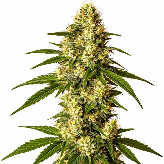 Lemon Kush cannabis seeds packaging — Royal King Seeds USA