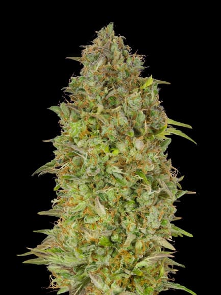 Lowryder Feminized