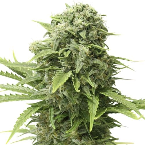 Mac 1 cannabis seeds packaging, Royal King Seeds USA
