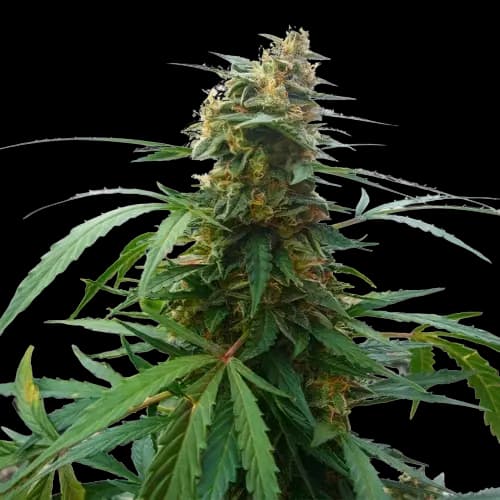 Mandarin cannabis seeds packaging — Royal King Seeds USA