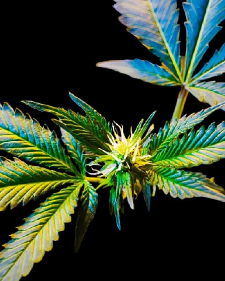Master Jedi cannabis seeds packaging — Royal King Seeds USA
