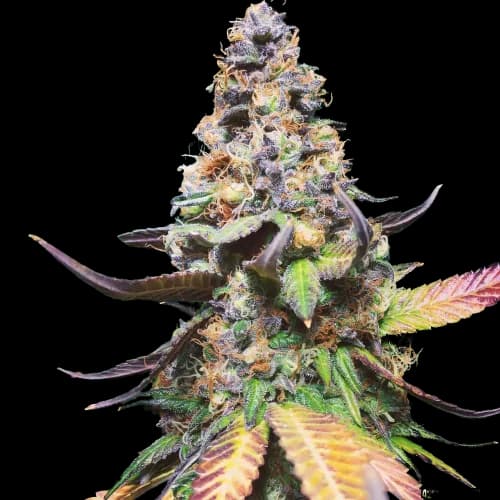 Master Yoda cannabis seeds packaging — Royal King Seeds USA