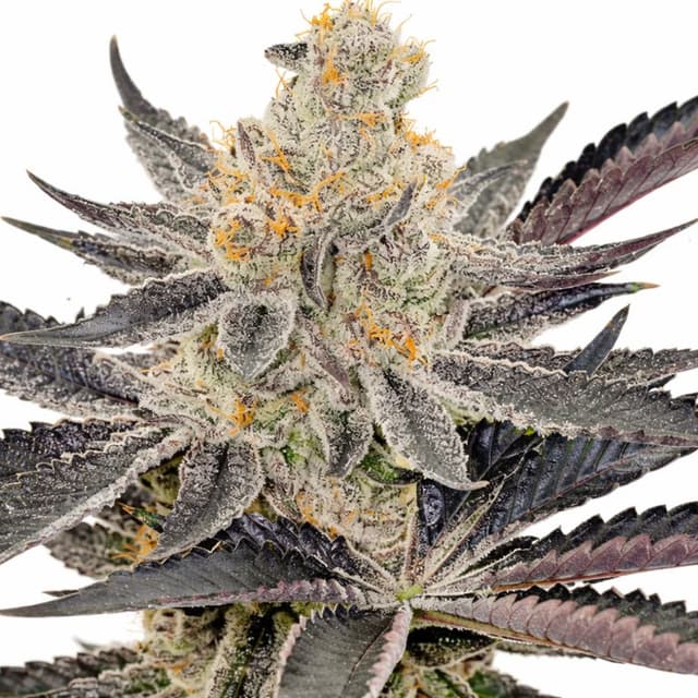 Maui cannabis seeds packaging, Royal King Seeds USA