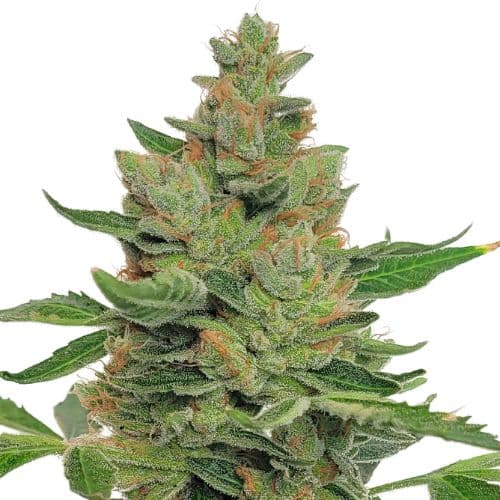 MedGom CBD cannabis seeds packaging — Royal King Seeds USA