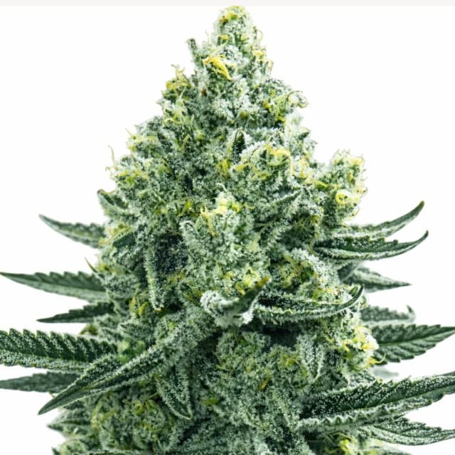 Merlot OG Feminized