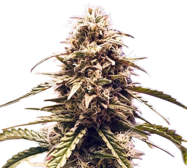 Misty Kush cannabis seeds packaging, Royal King Seeds USA