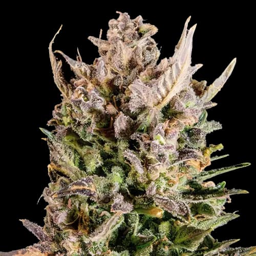 MK Ultra cannabis seeds packaging — Royal King Seeds USA