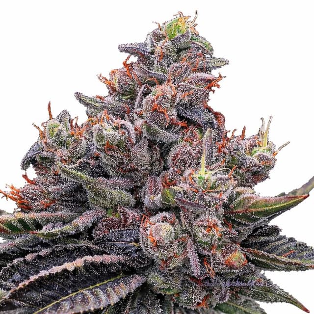 Mob Boss cannabis seeds packaging, Royal King Seeds USA