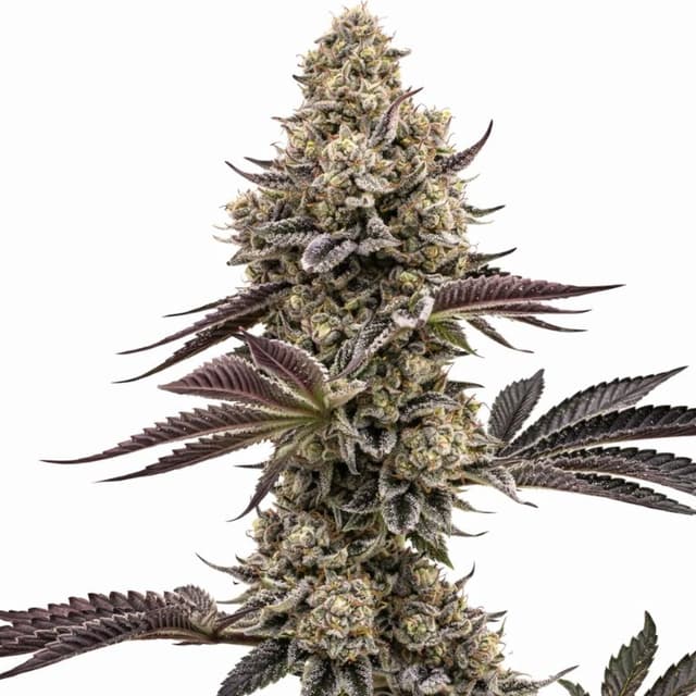 Nutter cannabis seeds packaging — Royal King Seeds USA