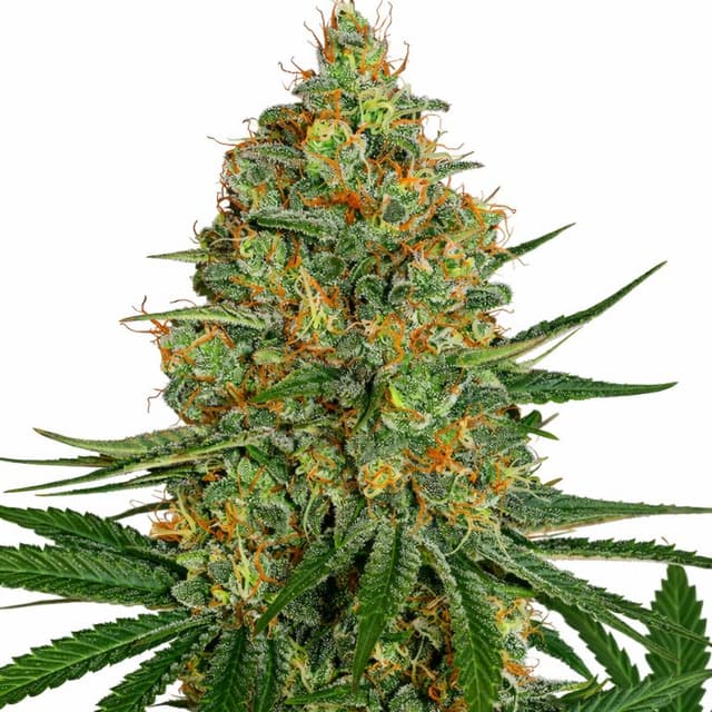 NYC Diesel Feminized