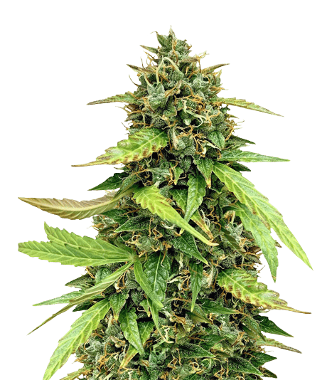 OG Chem cannabis seeds packaging — Royal King Seeds USA