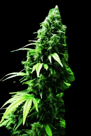 Ogre cannabis seeds packaging, Royal King Seeds USA