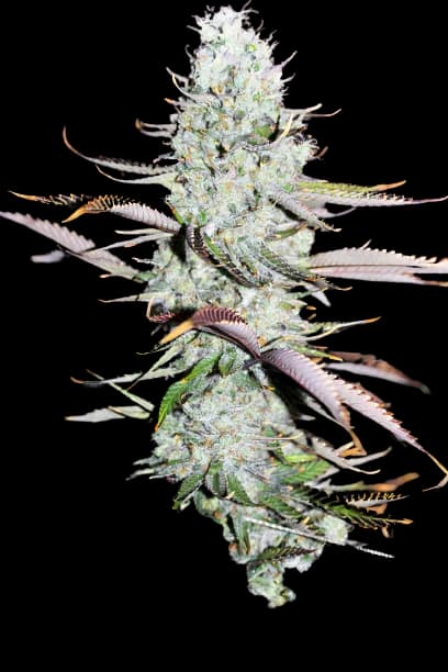 Opium cannabis seeds packaging, Royal King Seeds USA