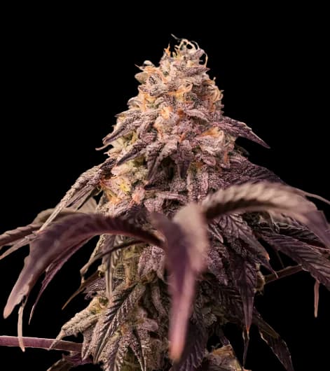 Pamelina cannabis seeds packaging — Royal King Seeds USA