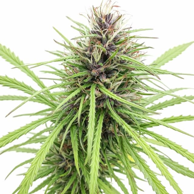 Panama Red cannabis seeds packaging, Royal King Seeds USA