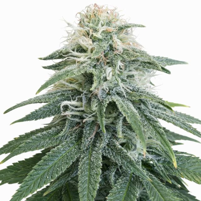 Permafrost cannabis seeds packaging — Royal King Seeds USA