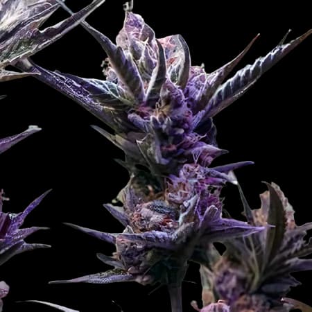 Pop Rox cannabis seeds packaging — Royal King Seeds USA