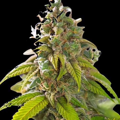 Primus Feminized