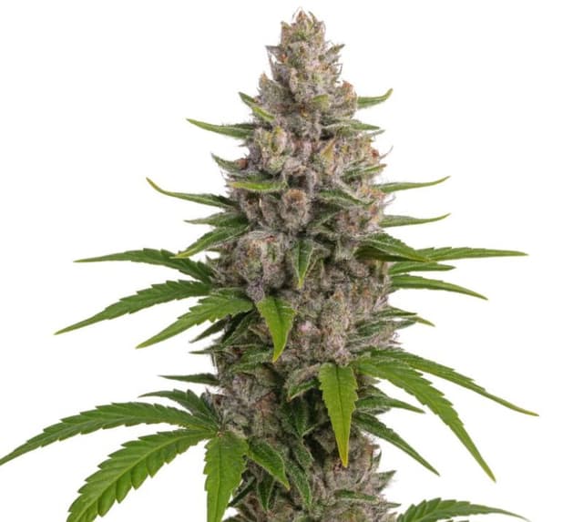 Pure Kush cannabis seeds packaging — Royal King Seeds USA