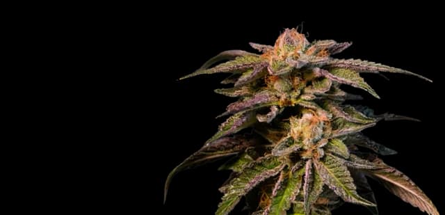 Pure Love cannabis seeds packaging, Royal King Seeds USA