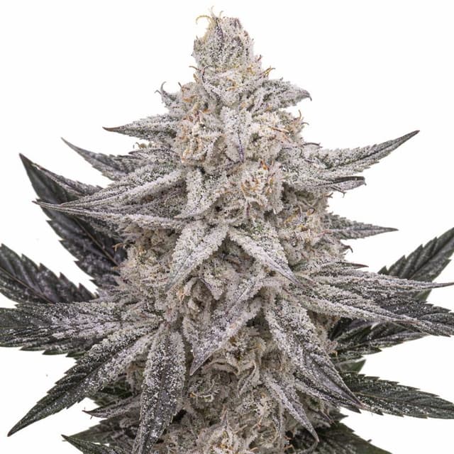 Quantum Kush cannabis seeds packaging — Royal King Seeds USA