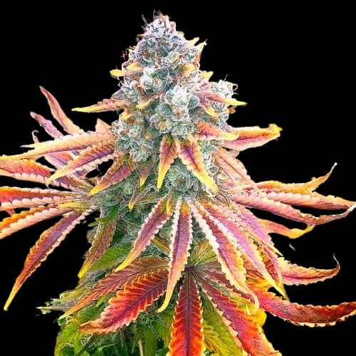 Rainbow Feminized