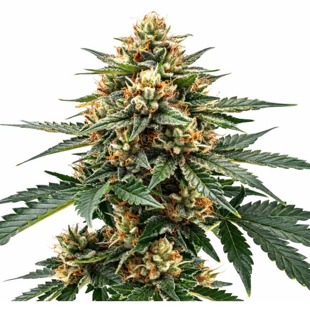 Raskal OG cannabis seeds packaging — Royal King Seeds USA