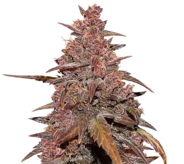 Red Congolese cannabis seeds packaging — Royal King Seeds USA
