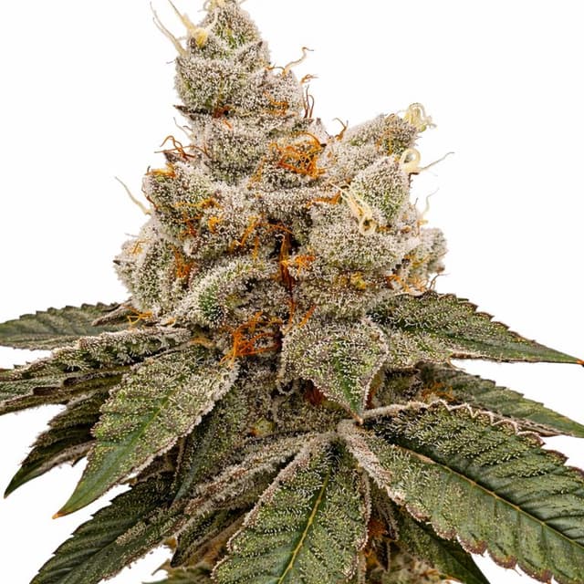 Reign Man cannabis seeds packaging — Royal King Seeds USA