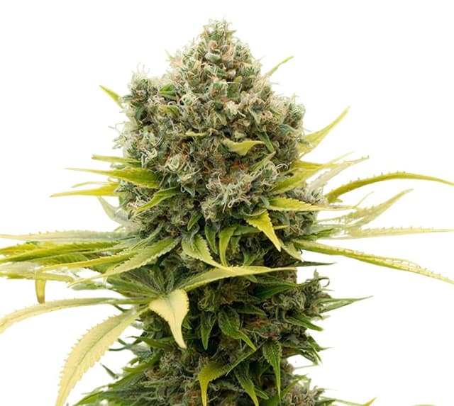Remedy CBD cannabis seeds packaging — Royal King Seeds USA